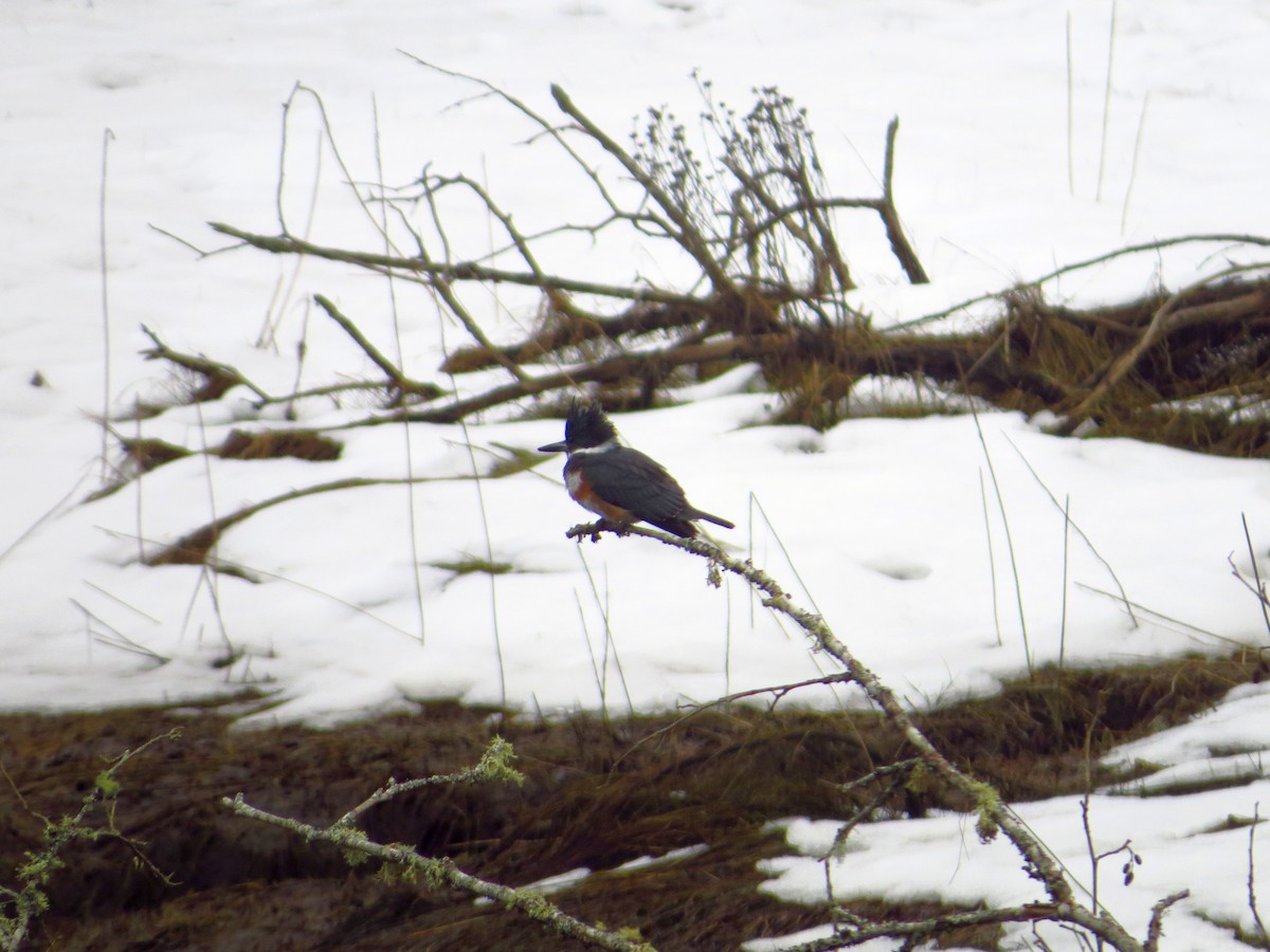 Belted Kingfisher - ML541619311