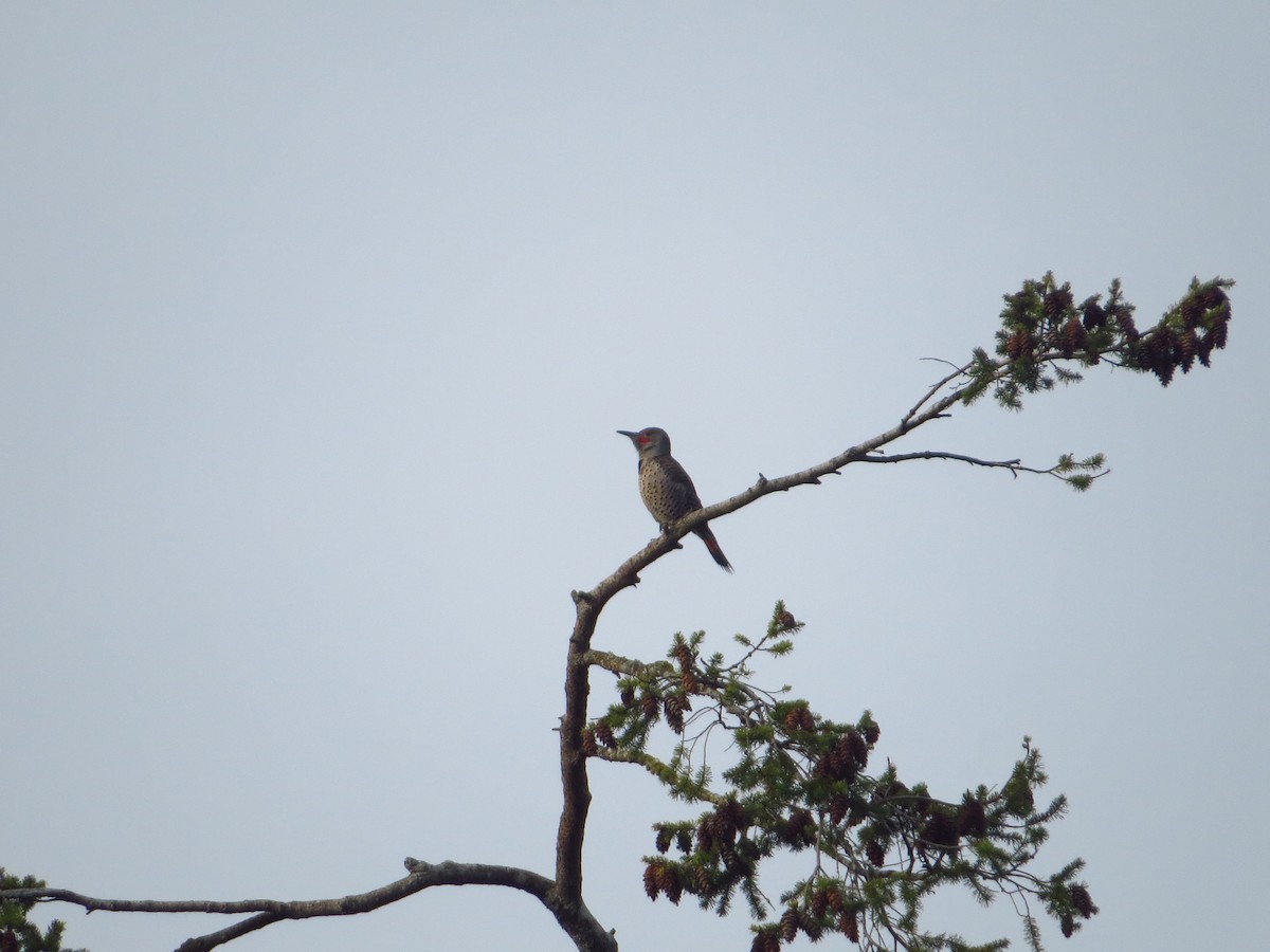 Northern Flicker - ML541619351