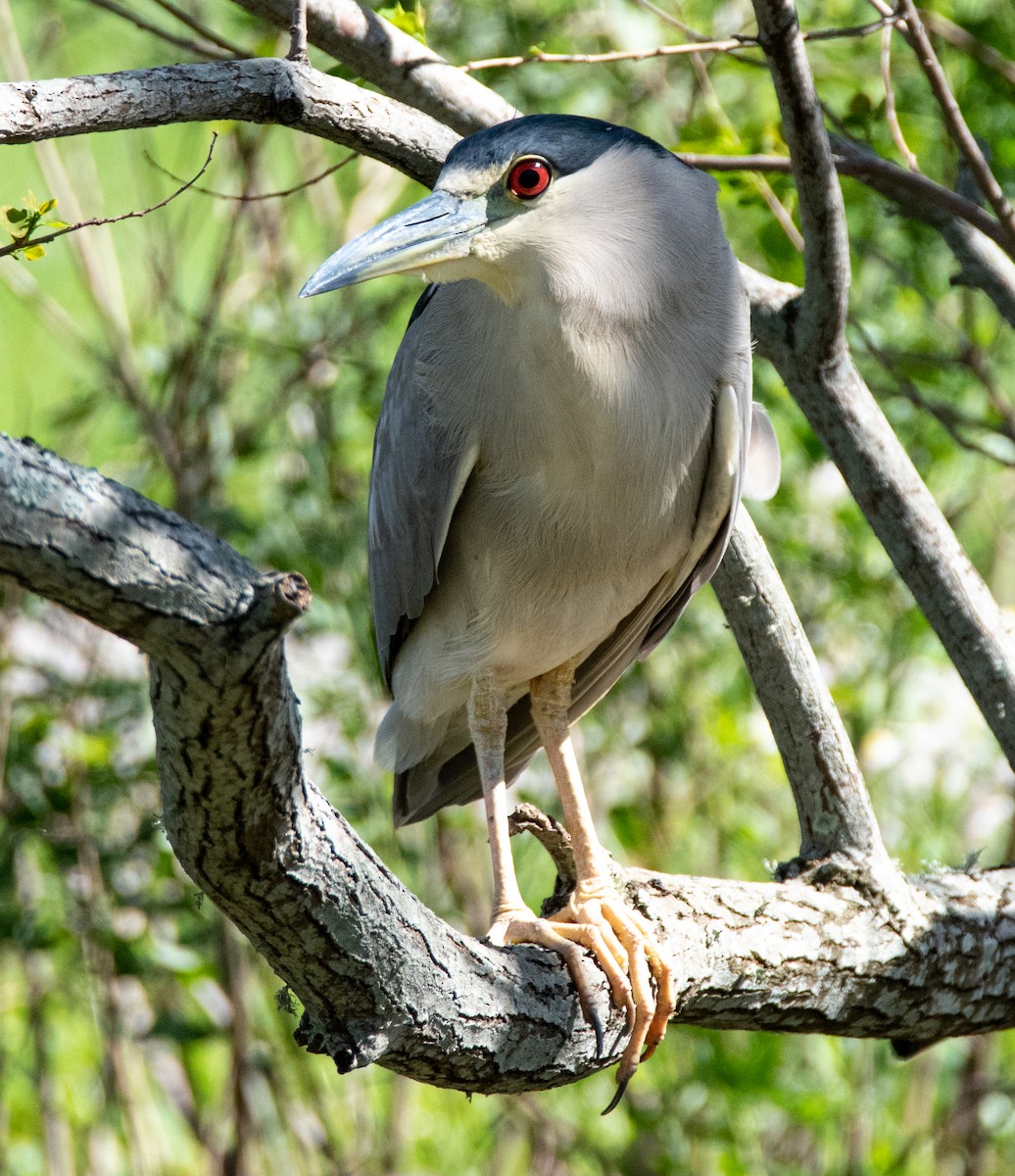 Black-crowned Night Heron - ML541620191