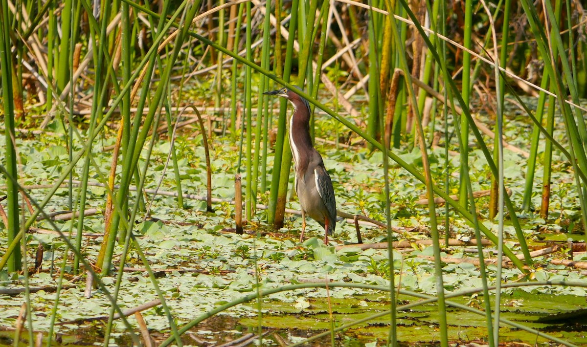 Green Heron - ML541620381