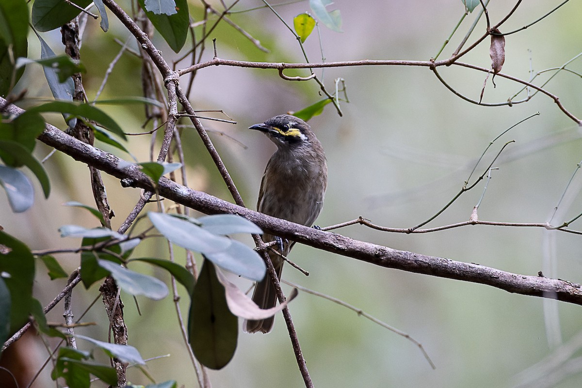 Yellow-faced Honeyeater - ML541621071