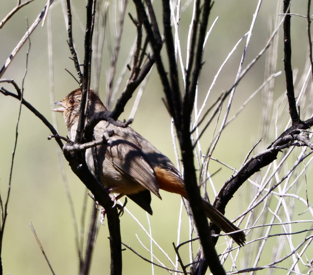 California Towhee - ML541621981