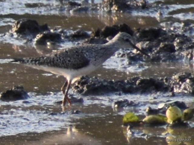 Lesser Yellowlegs - ML541624481