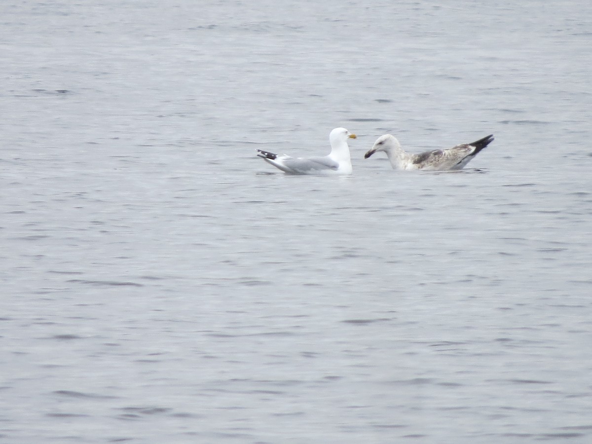 Great Black-backed Gull - ML54162601