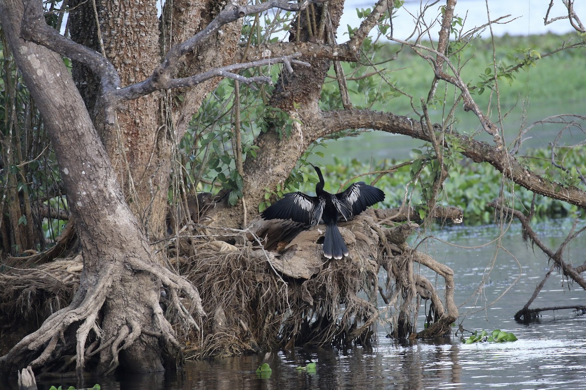 Anhinga - ML541626111