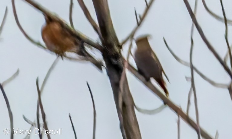 Bohemian Waxwing - ML541628291