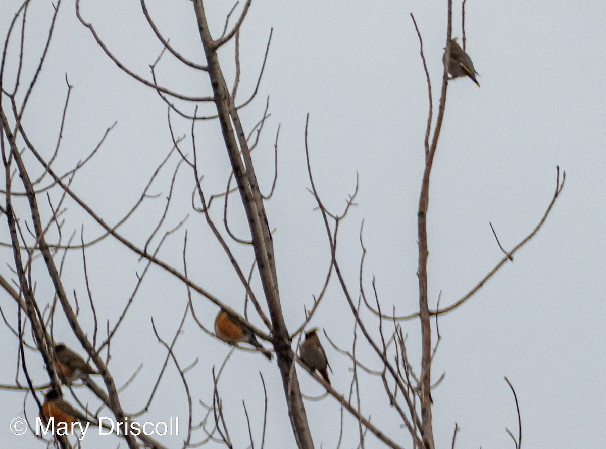 Bohemian Waxwing - ML541628411