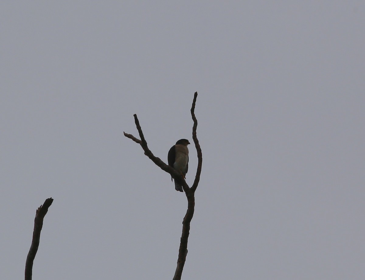 Double-toothed Kite - ML541628491
