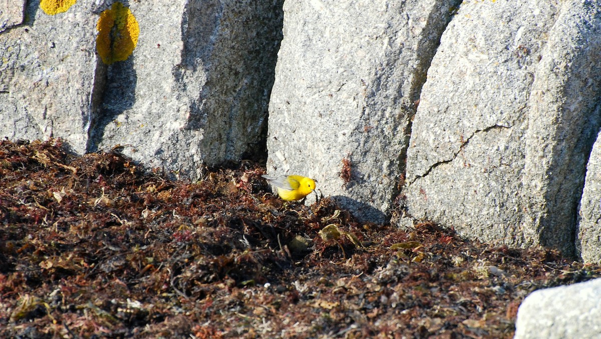 Paruline orangée - ML54162871