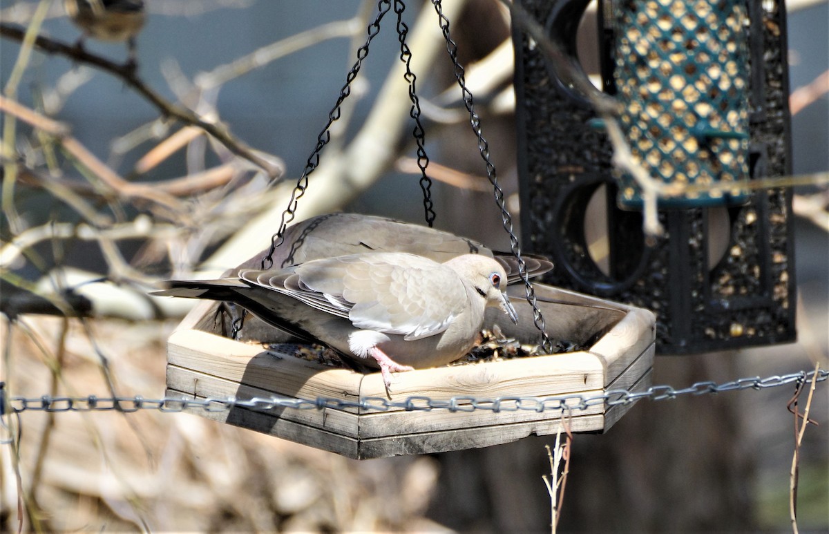 White-winged Dove - Brenda Wright