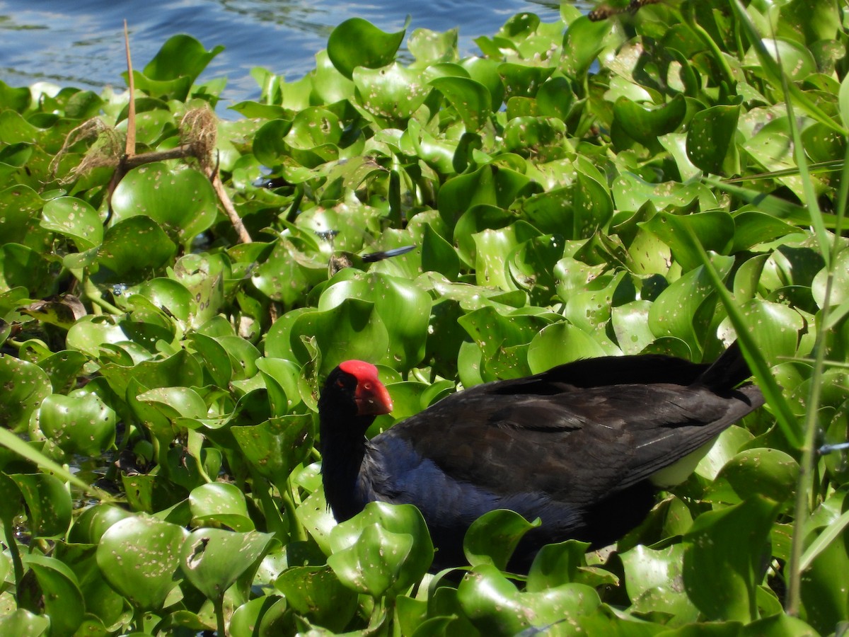 Australasian Swamphen - ML541628971