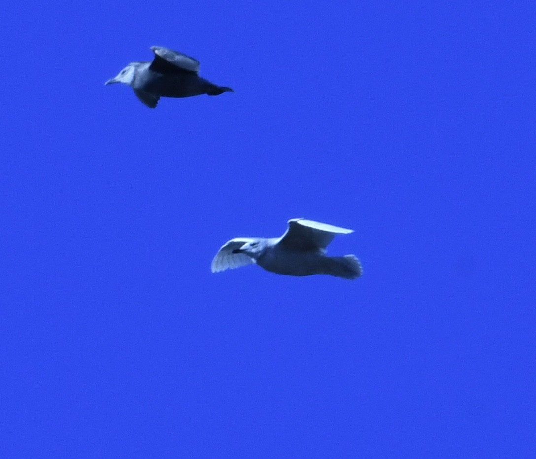 Iceland Gull - ML541629121