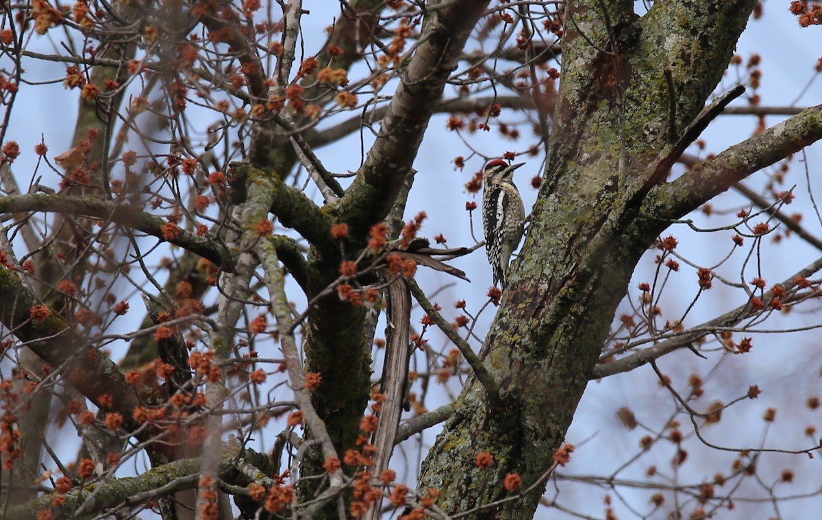 Yellow-bellied Sapsucker - ML541630111