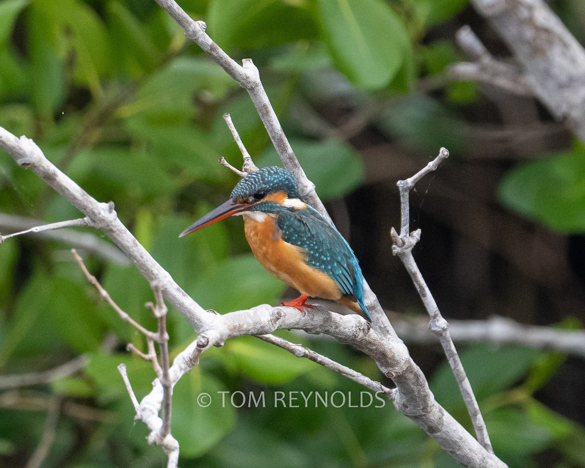 Common Kingfisher - ML541632171