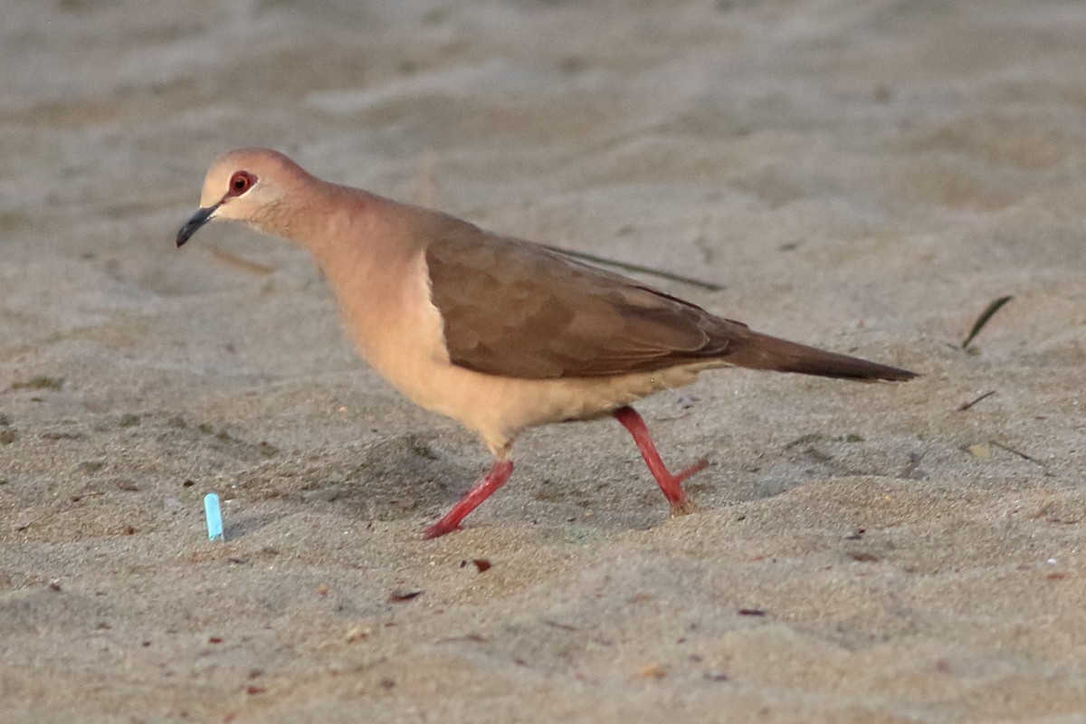 White-tipped Dove - ML541632391