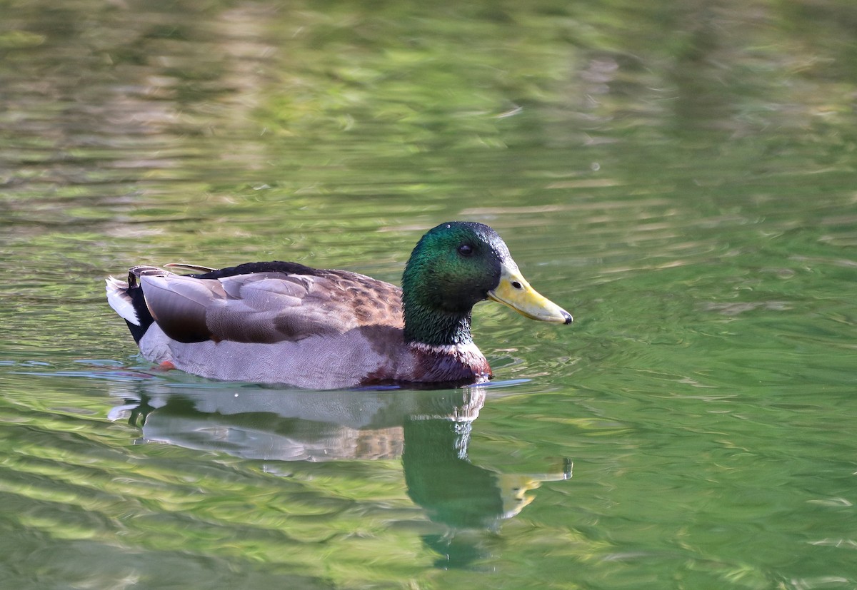 Mallard - ML541632761