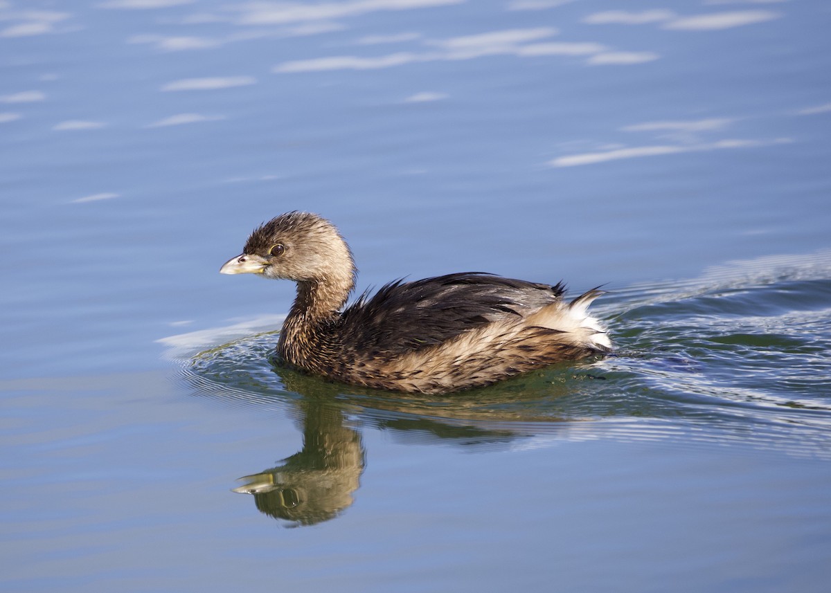 Pied-billed Grebe - ML541633041