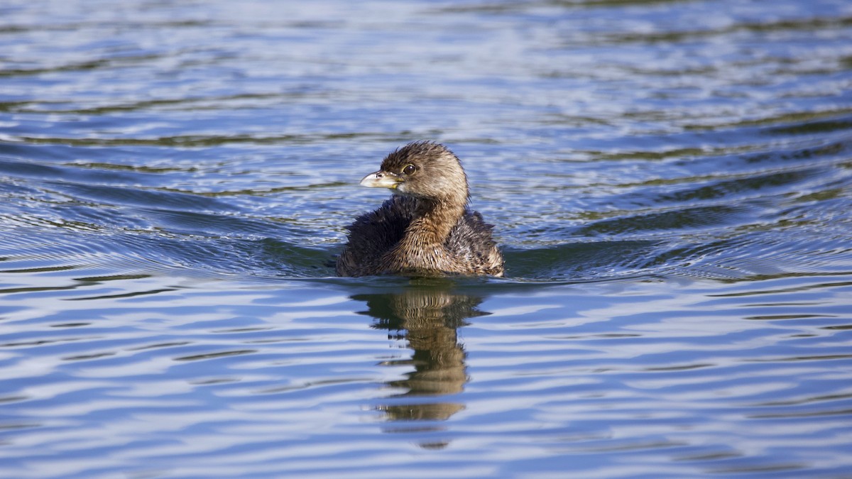 Pied-billed Grebe - ML541633051