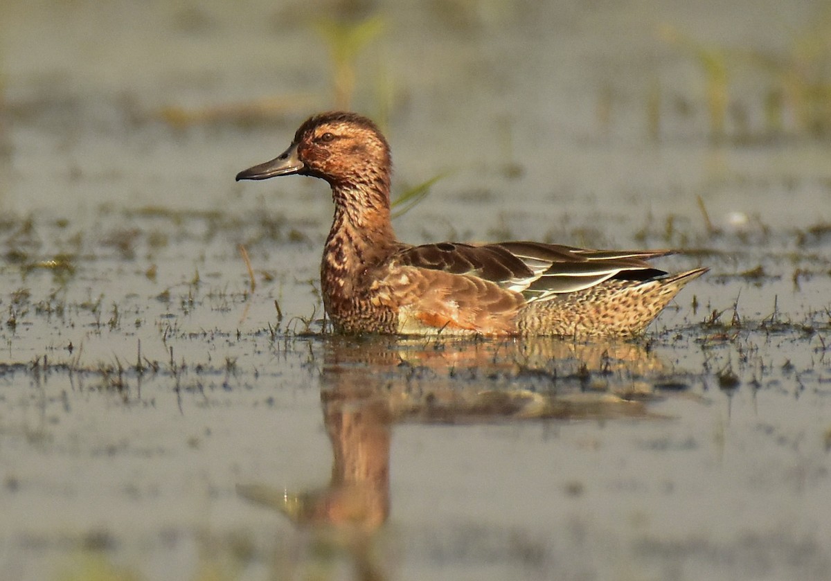 Garganey - ML541633131