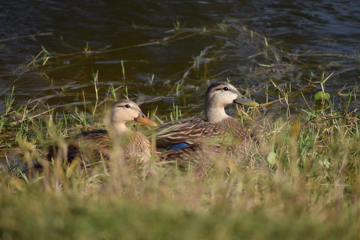 Mottled Duck - ML541633891