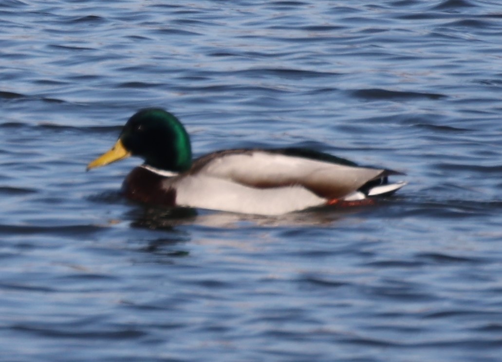 Mallard - ML541634791