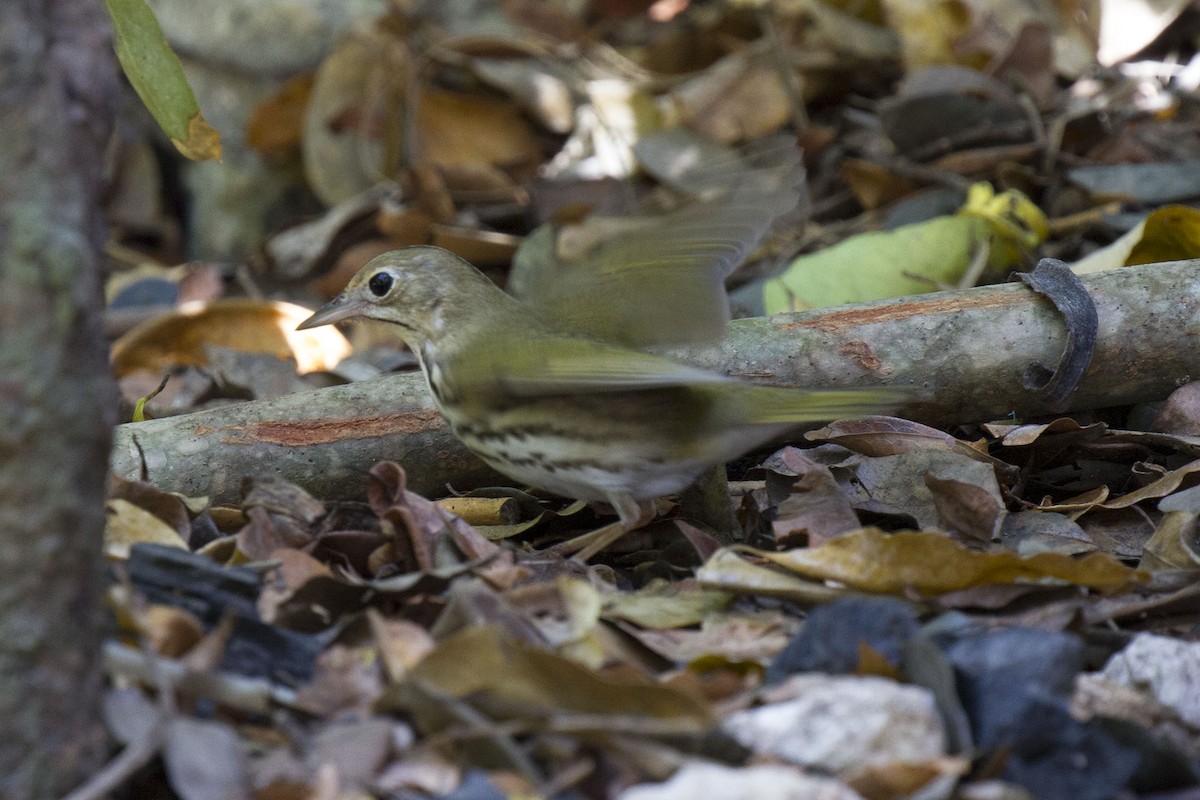 Ovenbird - ML54163551