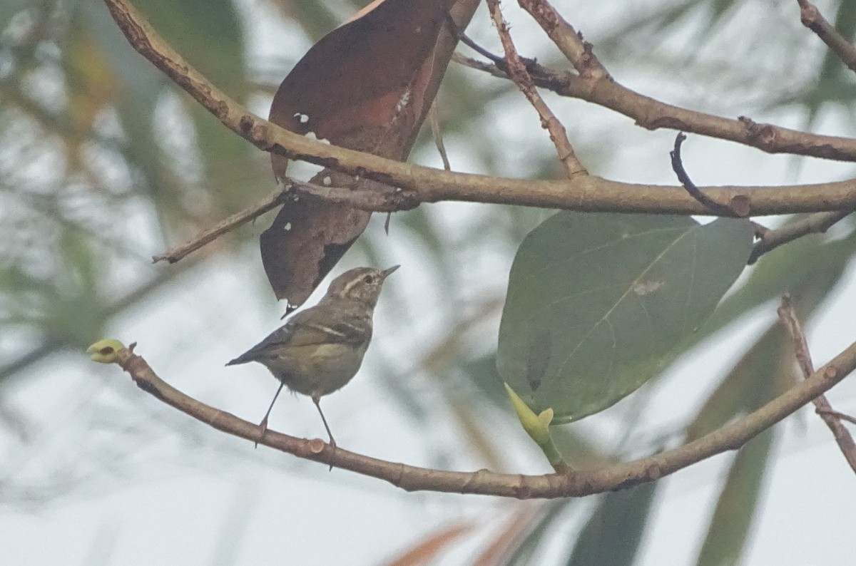 Mosquitero de Hume - ML541636591