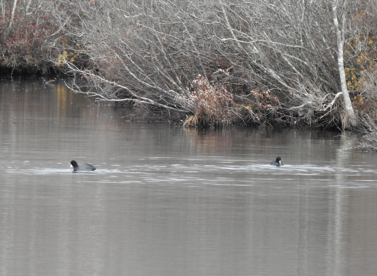 American Coot - ML541637501