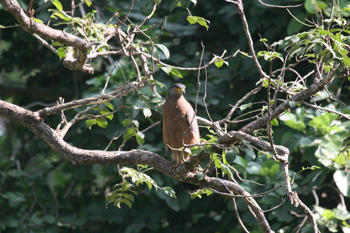 Crested Serpent-Eagle - ML541639421