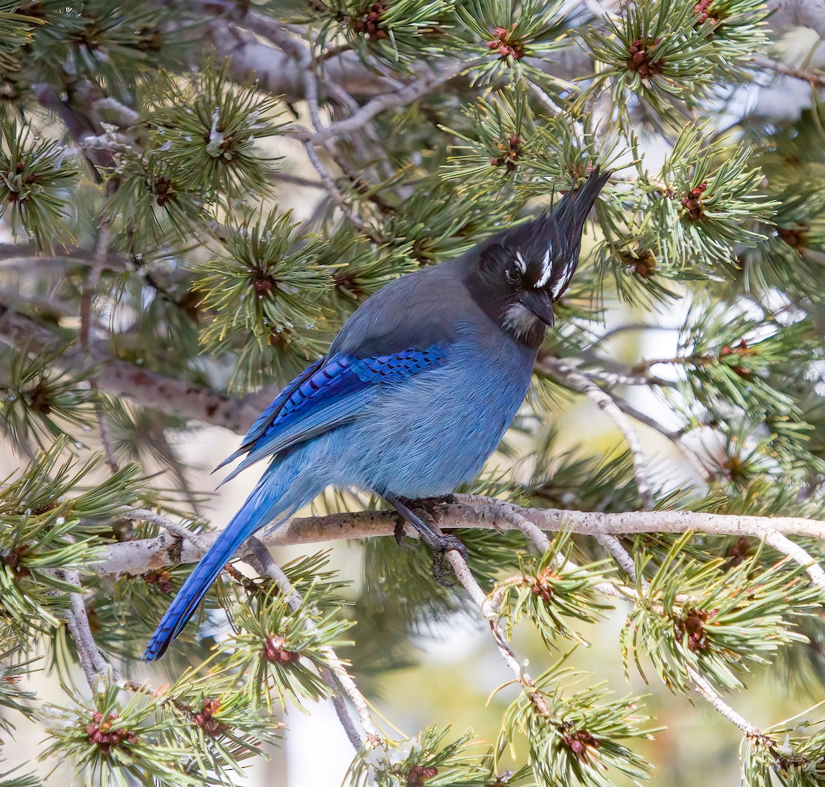 Steller's Jay - ML541639581