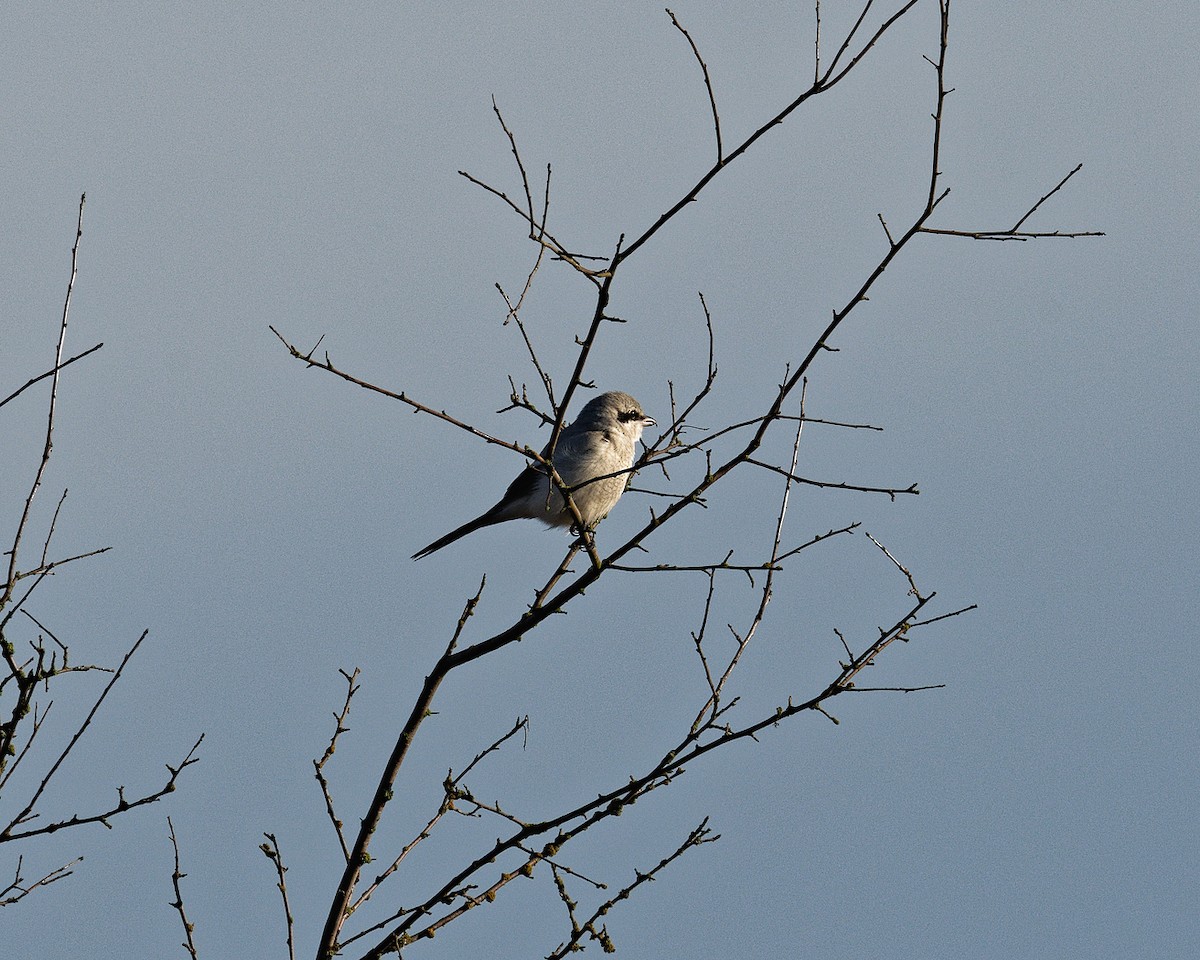 ťuhýk severní - ML541640871