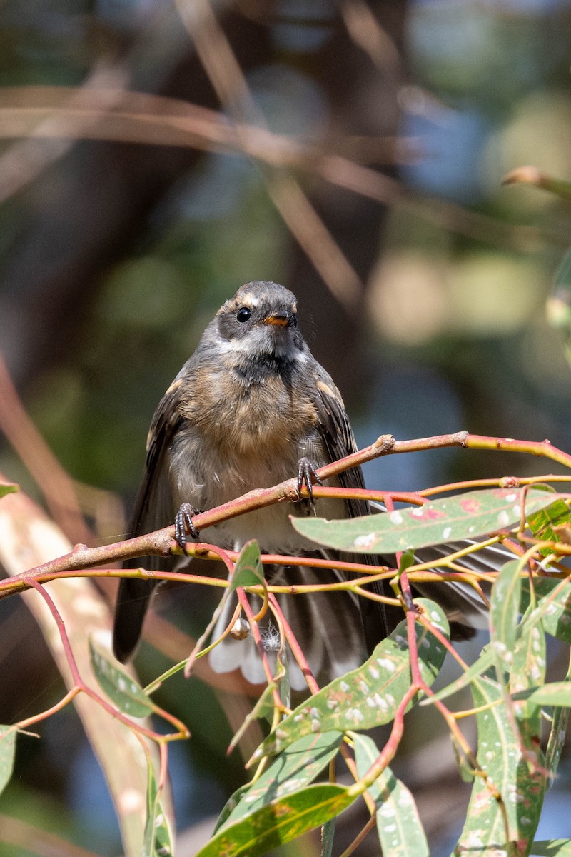 Gray Fantail - ML541641191