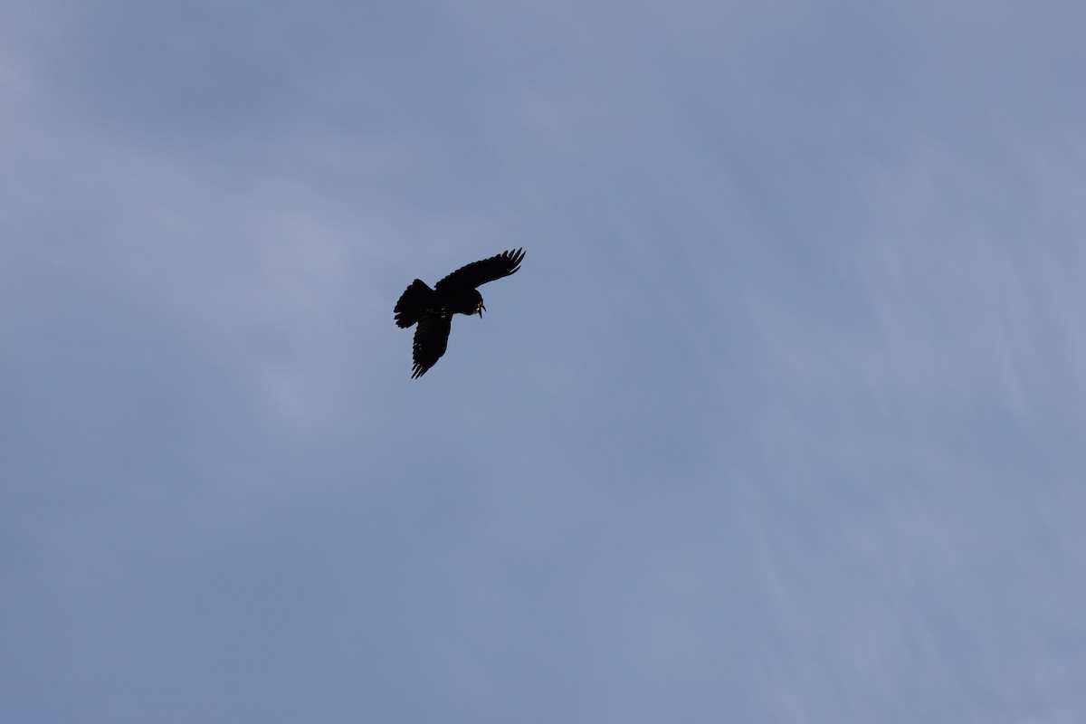 Common Raven - ML541641611