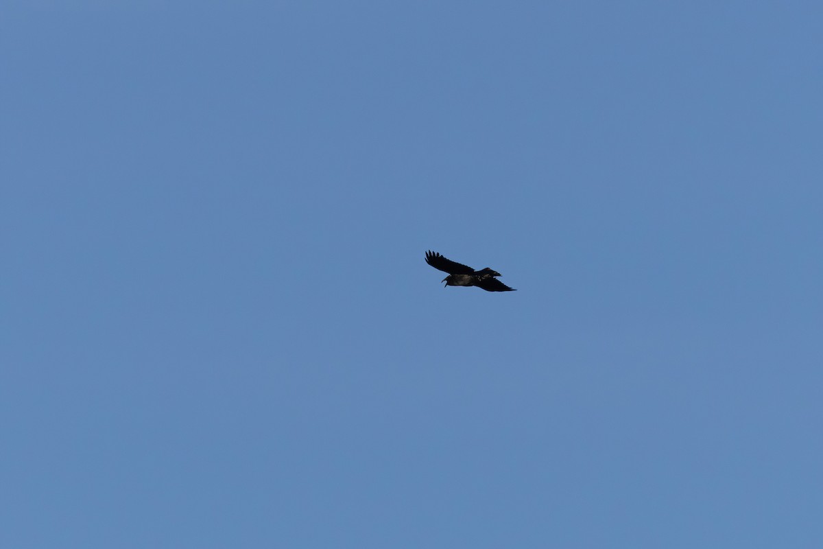 Common Raven - ML541641621