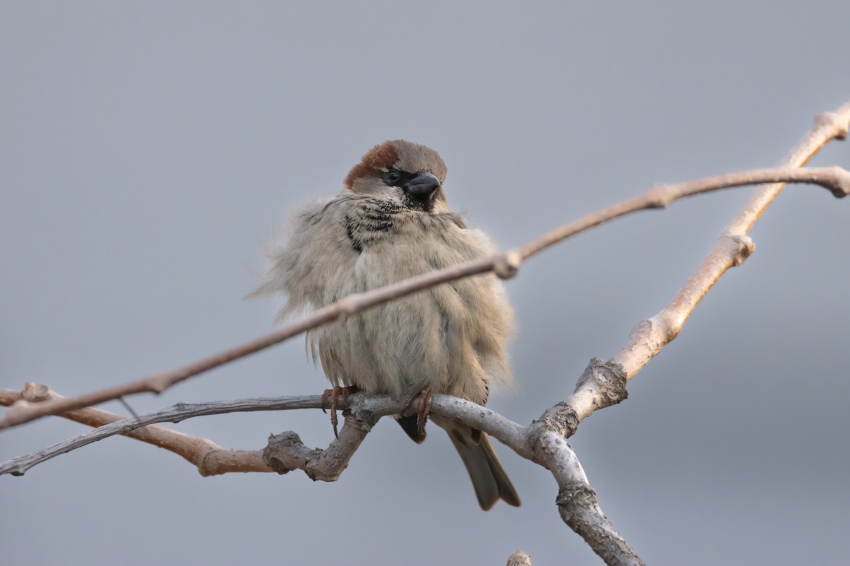 Moineau domestique - ML541641731