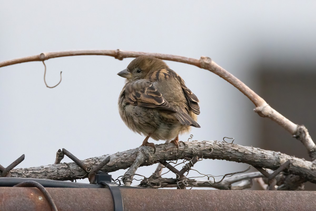 Moineau domestique - ML541641741