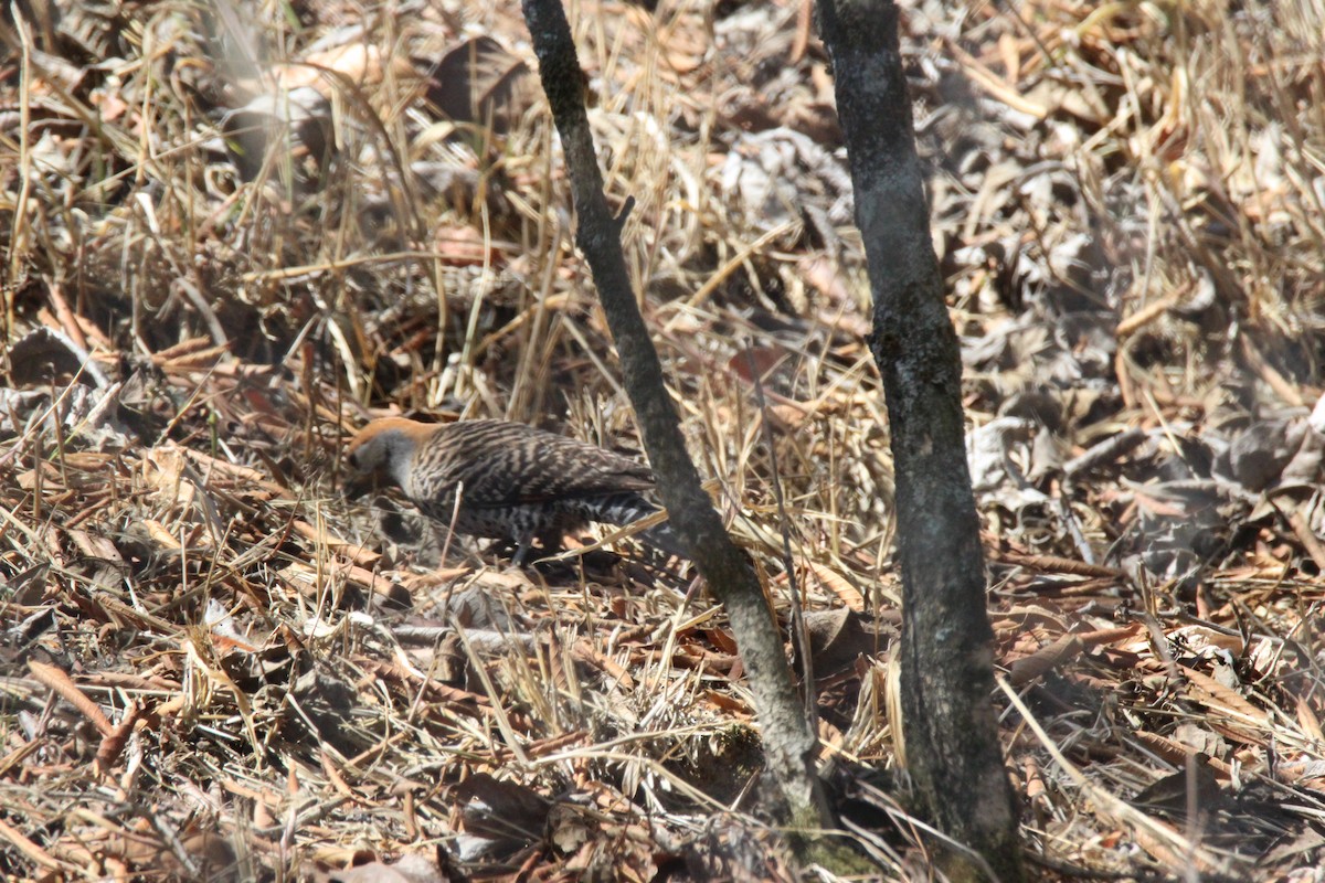 Northern Flicker - Lisseth Hernández