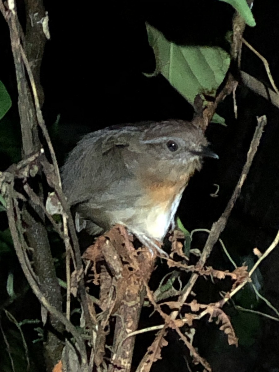 Ash-throated Gnateater - ML541643421