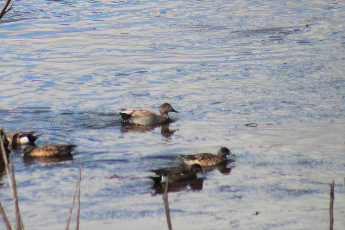 Gadwall - ML541643491