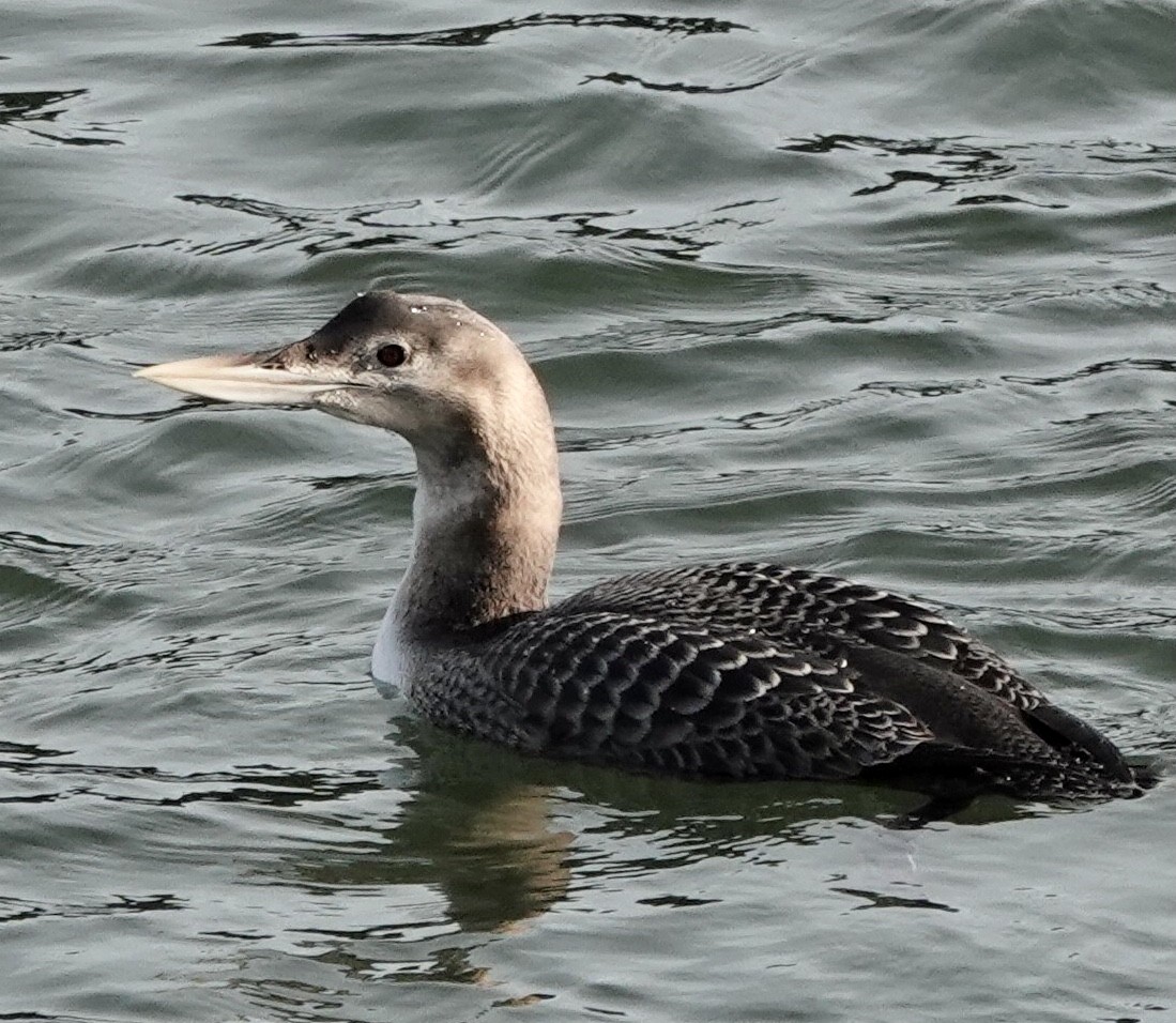 Yellow-billed Loon - ML541646221