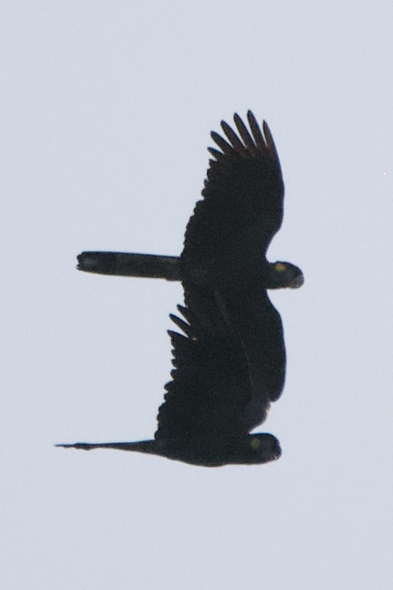 Yellow-tailed Black-Cockatoo - ML541646381