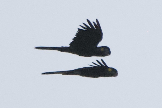 Yellow-tailed Black-Cockatoo - ML541646391