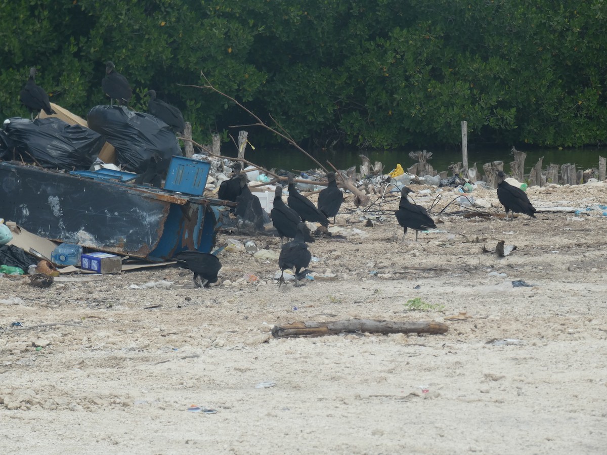 Black Vulture - ML541646531