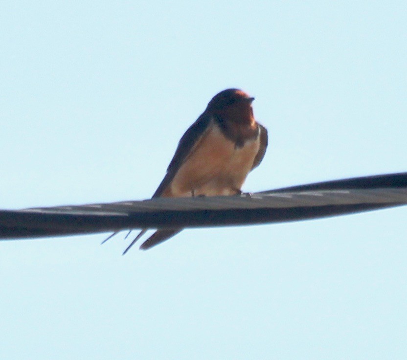 Golondrina Común - ML541647021