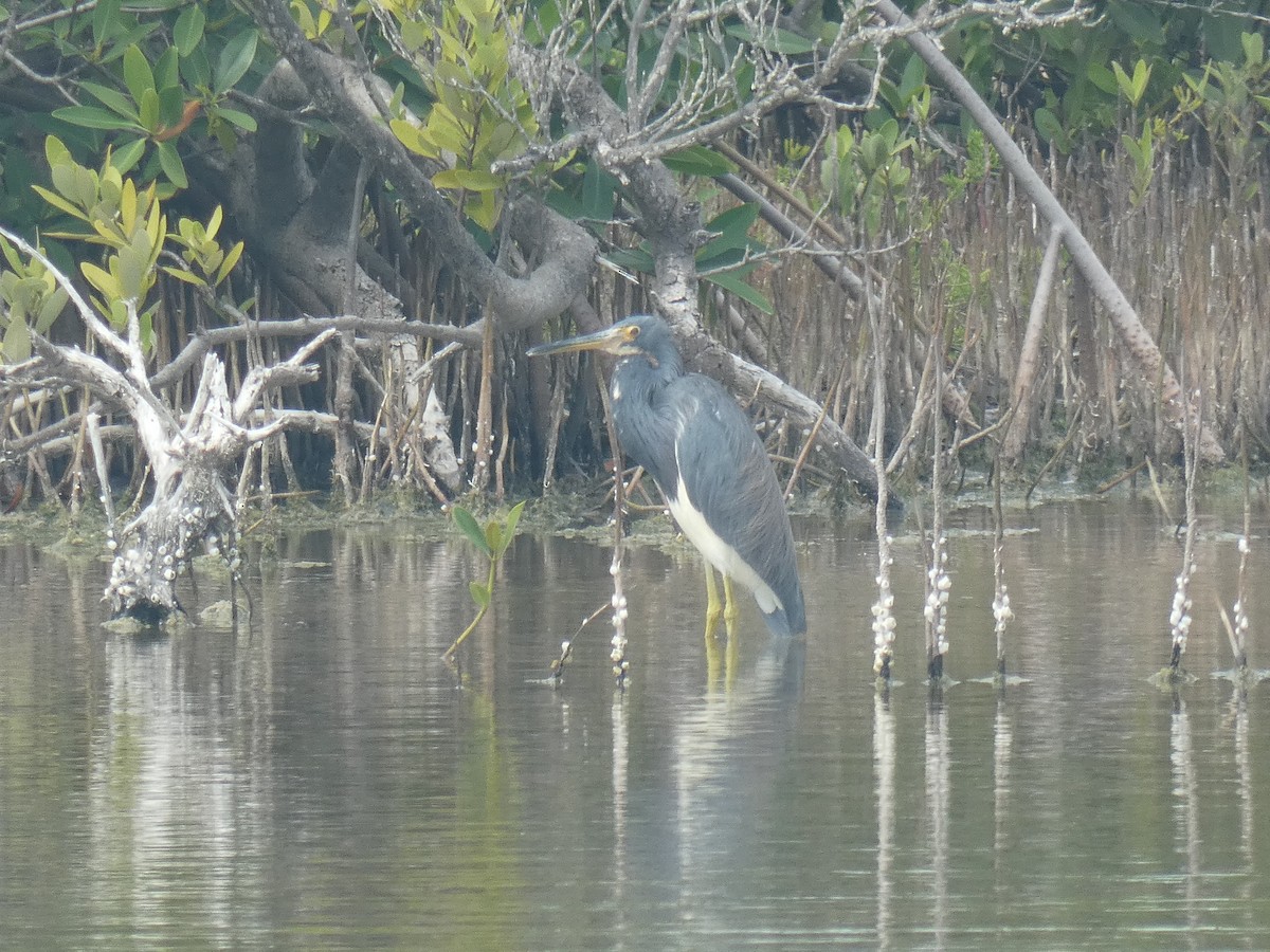 Tricolored Heron - ML541647091