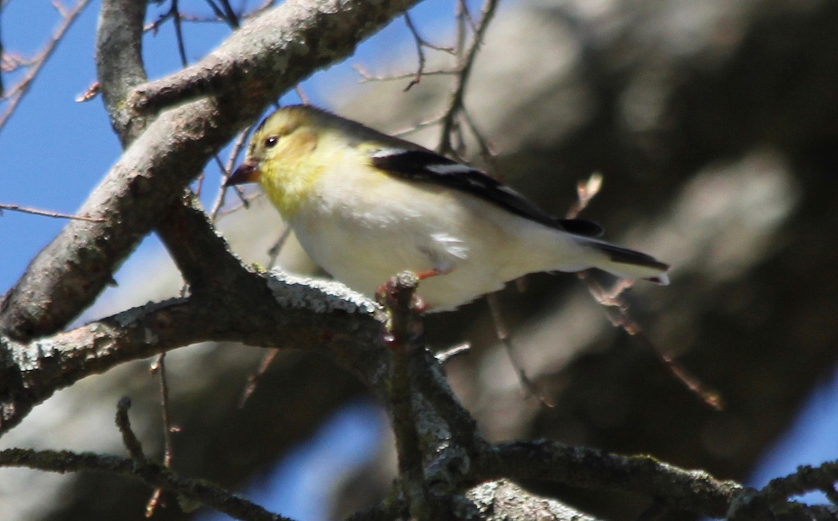 American Goldfinch - ML541647341