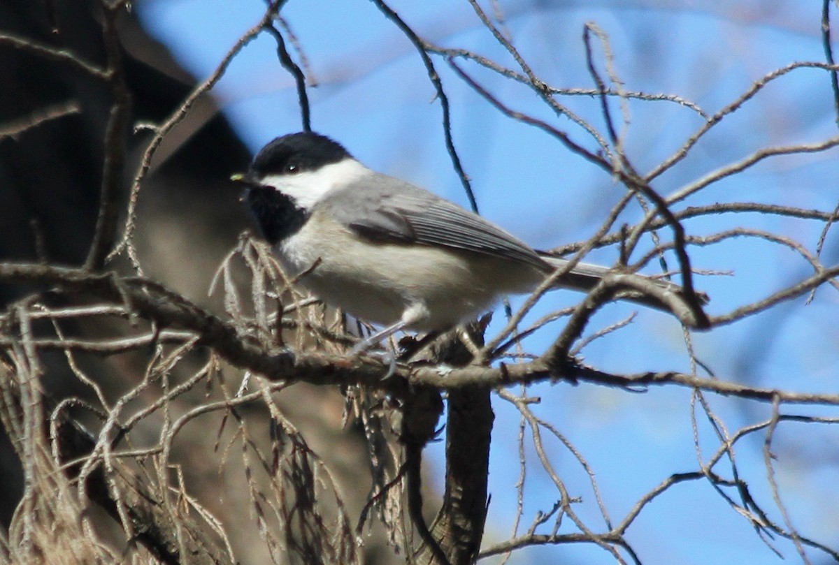 Carolina Chickadee - ML541647491