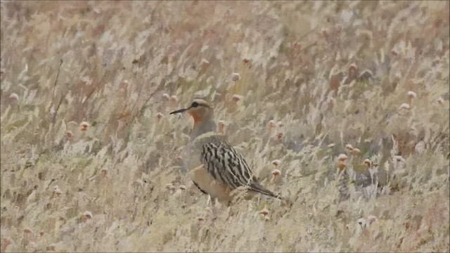 Tawny-throated Dotterel - ML541647711