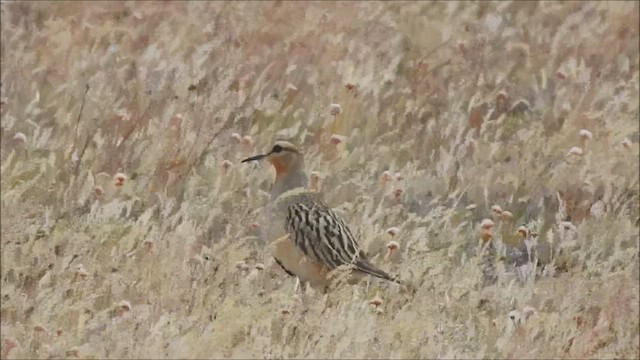 Tawny-throated Dotterel - ML541647711