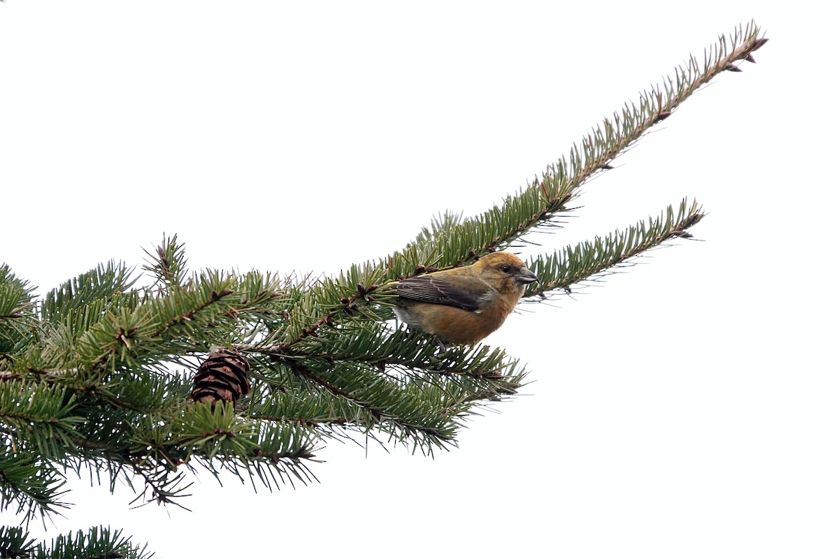 Red Crossbill - ML541648301